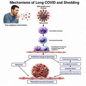 Mechanisms Of Long-Covid Spike Injury